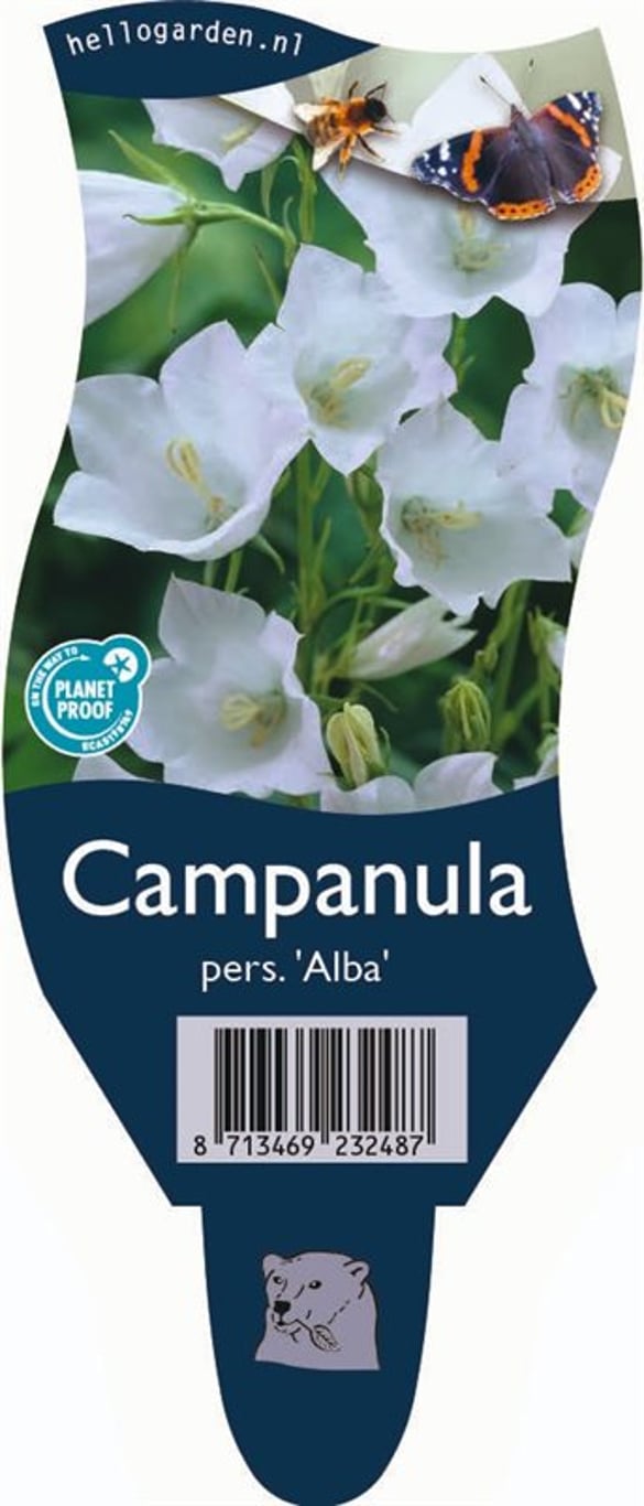 Campanula pers. 'Alba' - P11